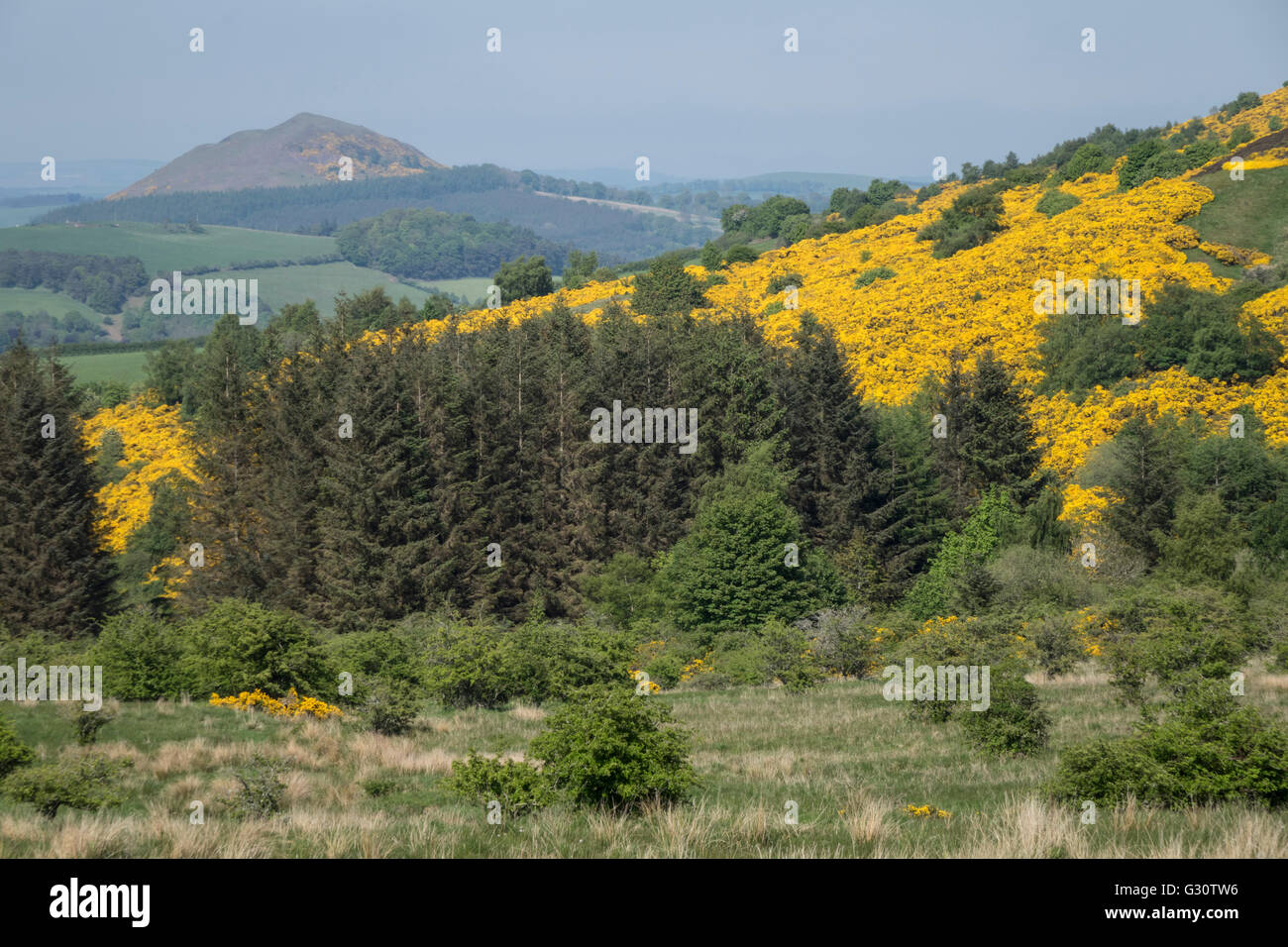 Melrose eildon hills gorse mountain hi-res stock photography and images ...