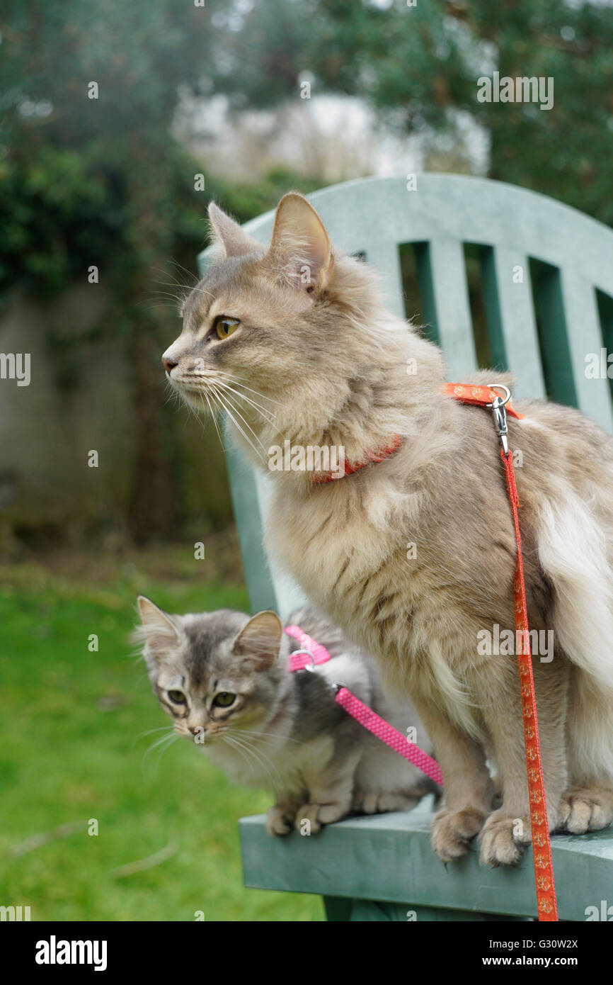 Pedigree longhair Somali breed cats two kittens, six months apart in