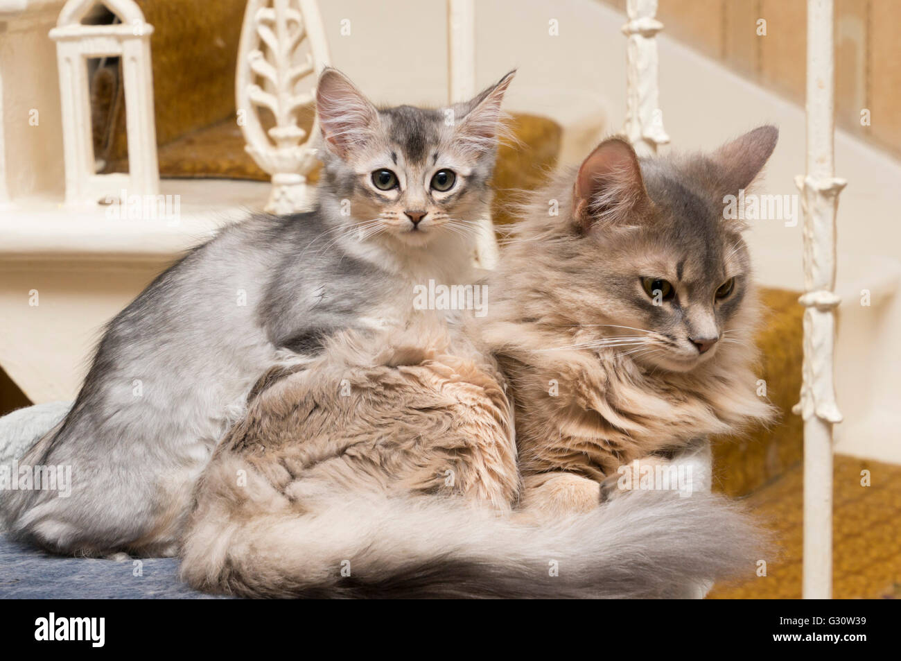 Pedigree longhair Somali breed cats two kittens, six months apart in