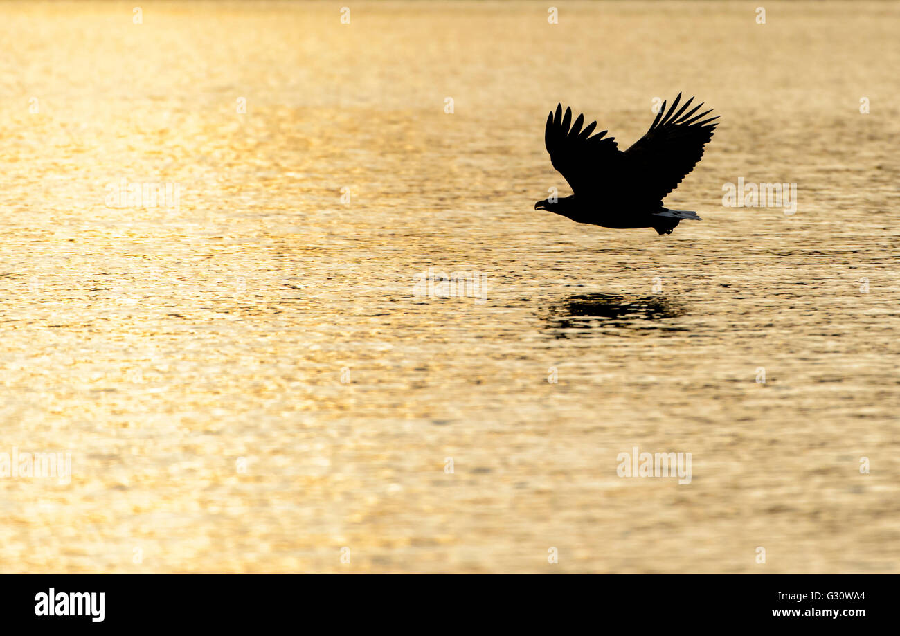 Biggest Sea Eagle High Resolution Stock Photography and Images - Alamy