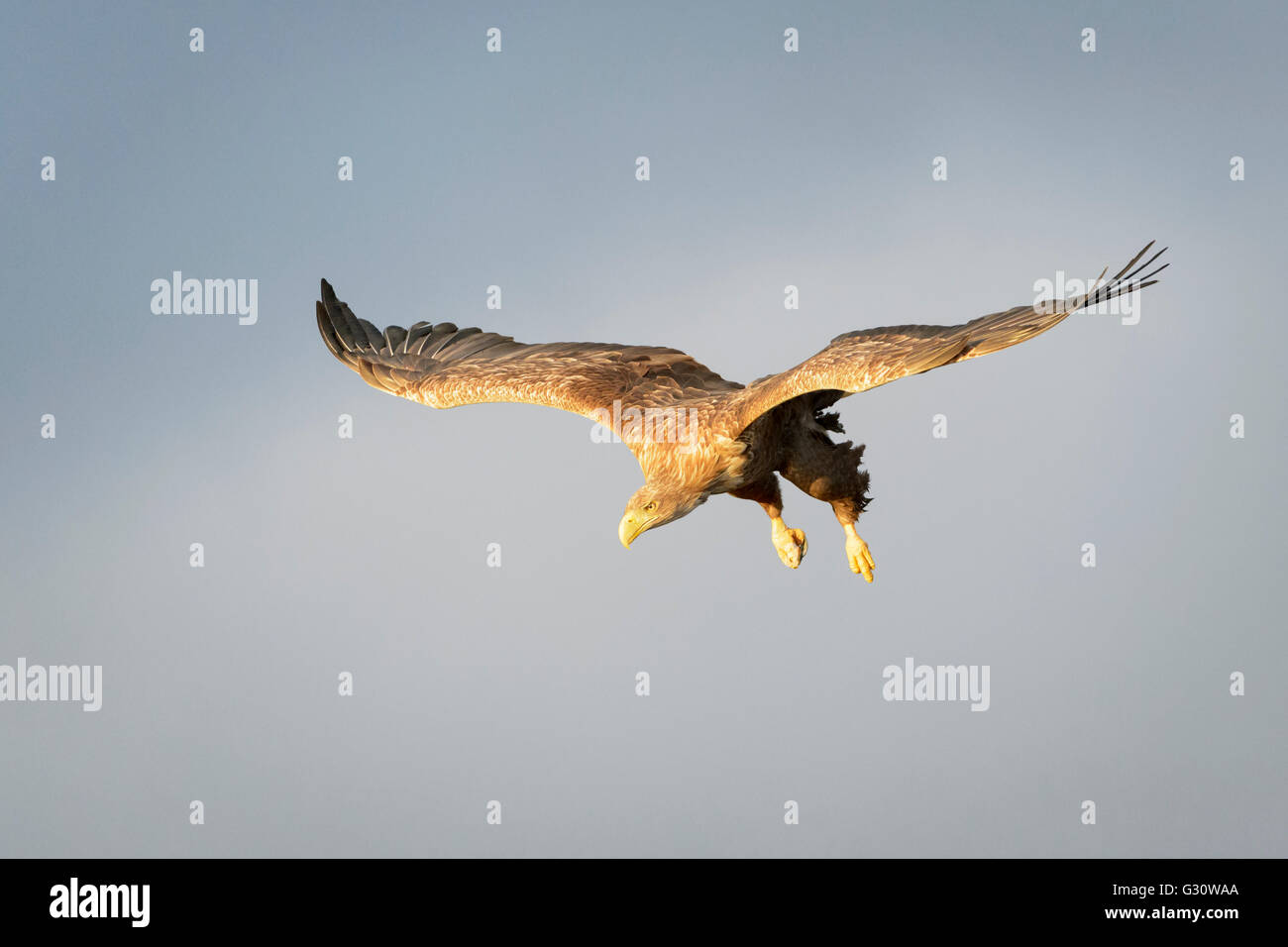 Sky Speed Eagle Stock Photos Sky Speed Eagle Stock Images