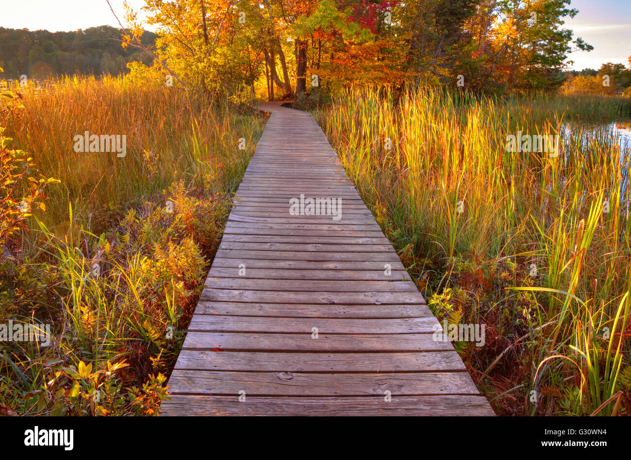Autumn Boardwalk Trail. Boardwalk through a protected wetlands area at sunset. Ludington State Park. Ludington, Michigan. Stock Photo