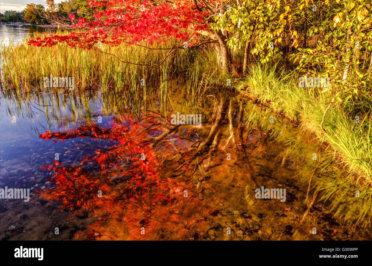 Autumn Wetlands Reflection. Autumn maple tree in vibrant peak fall colors reflected in a small pond. Ludington State Park. Ludin Stock Photo