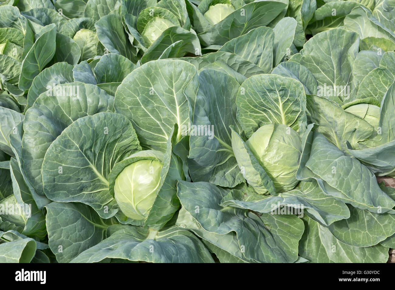 Maturing cabbage heads growing in field  'Brassica oleracea', pre-harvest, field crop, Matanuska Susitna Valley, Alaska, United Stock Photo