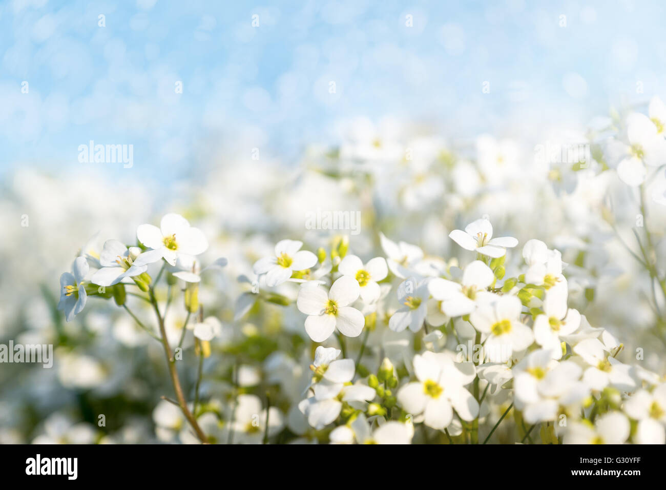 White flowers in springtime with soft focus and blue sky. selected focus, narrow depth of field Stock Photo