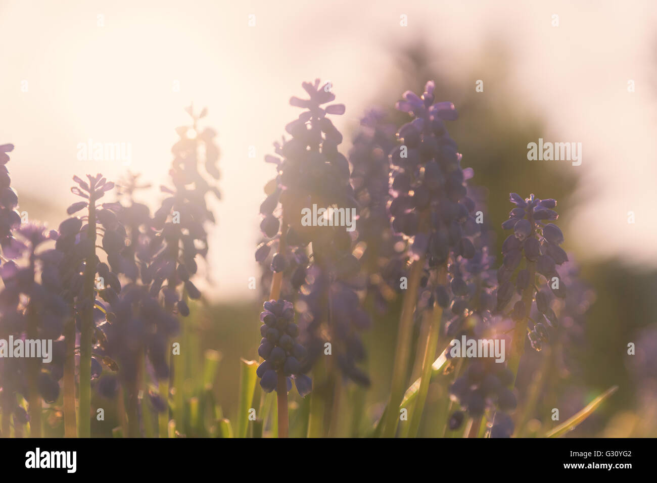 Some blue lupine flowers in the springtime with backlight. Narrow depth of field, selected focus. Stock Photo