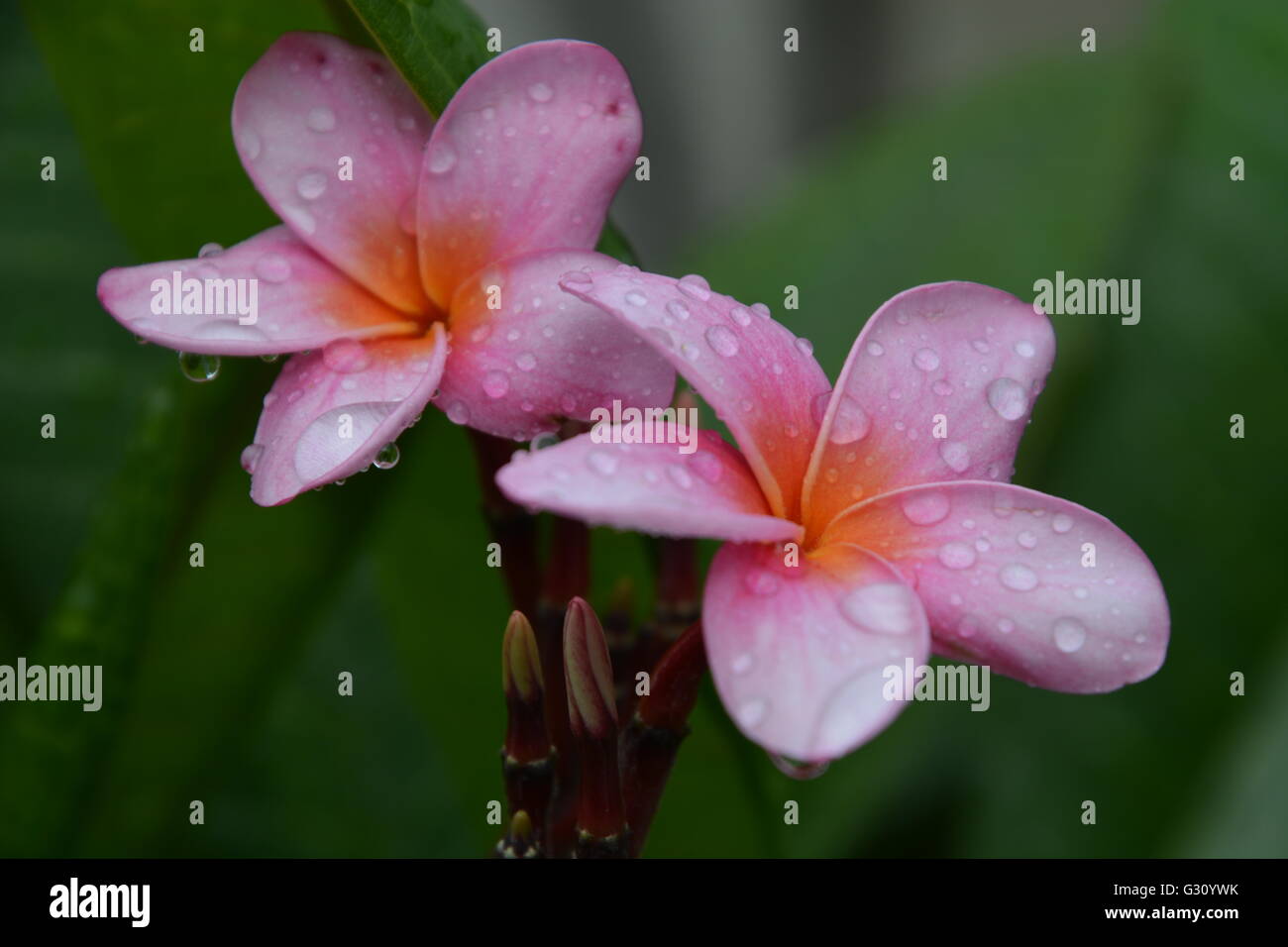 Pink Plumria flowers after rain storm in San Juan Costa Rica Stock Photo