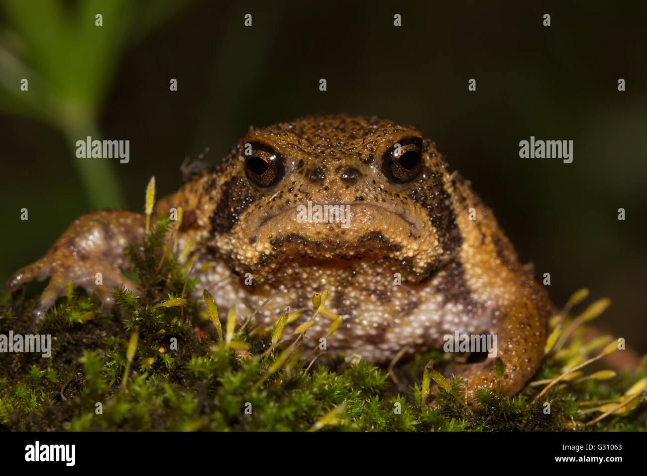 Grumpy Rain Frog Stock Photo - Alamy