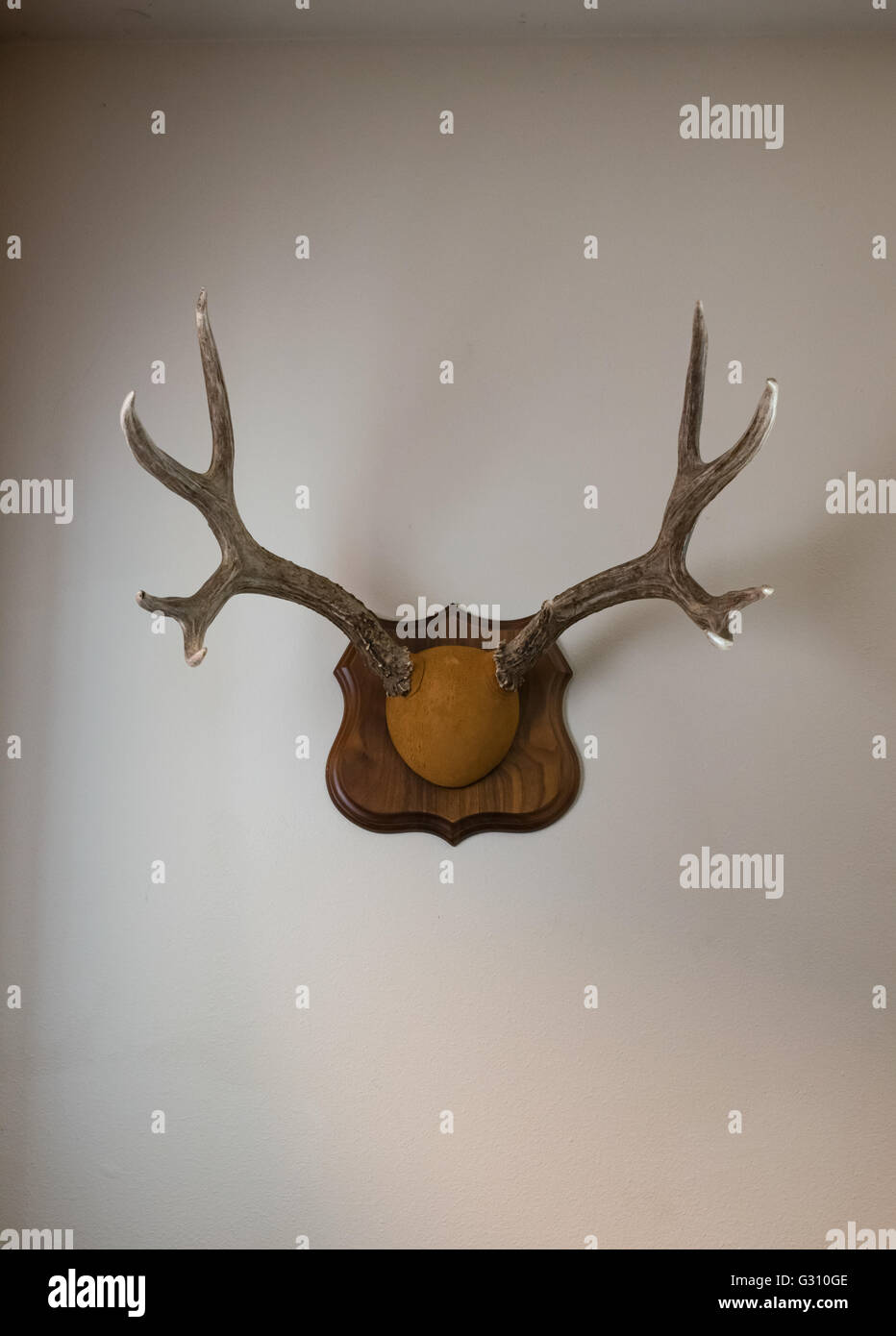 Mule deer antler mount Stock Photo Alamy