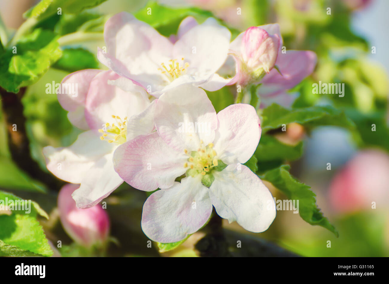 Apple tree flower Stock Photo Alamy