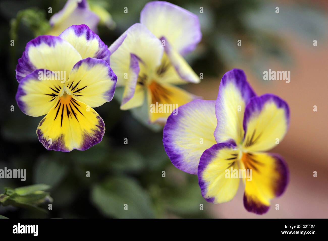 Yellow and purple pansy's. Stock Photo