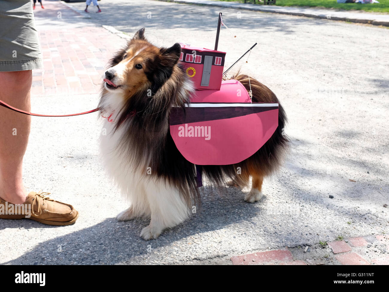 Dog dressed with Tugboat on back at Costumed Dog Parade in Mystic
