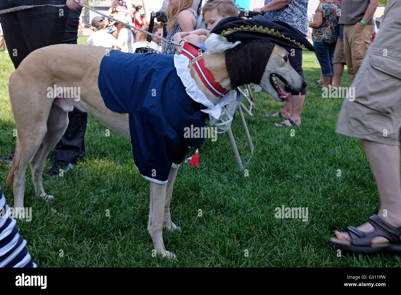 Dog dressed in colonial attire at the Costumed Dog Parade in Mystic