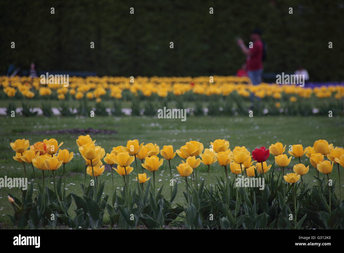tulips in Schoenbrunn garden, Vienna, Austria Stock Photo
