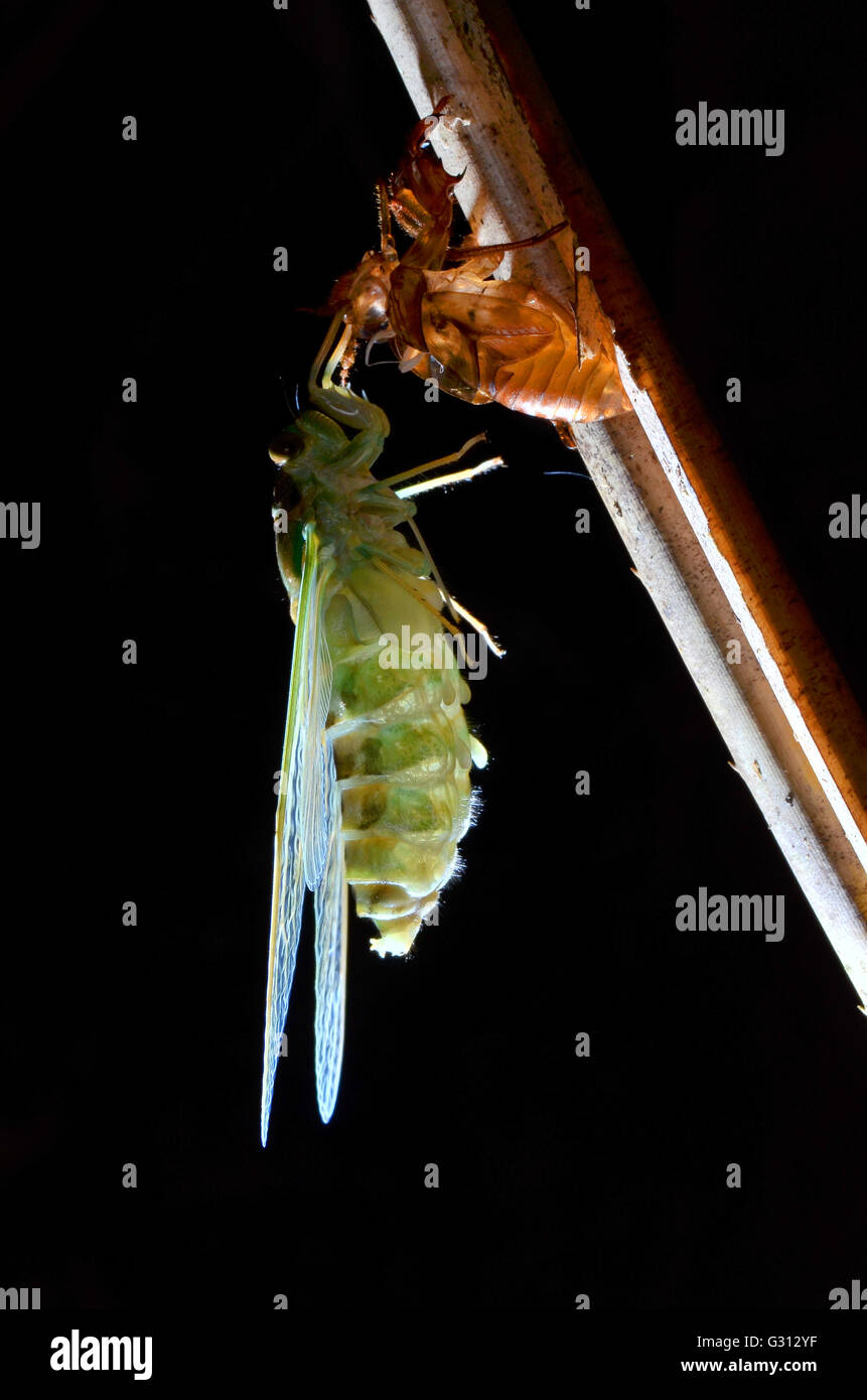 A close-up image of emerging green cicada Stock Photo
