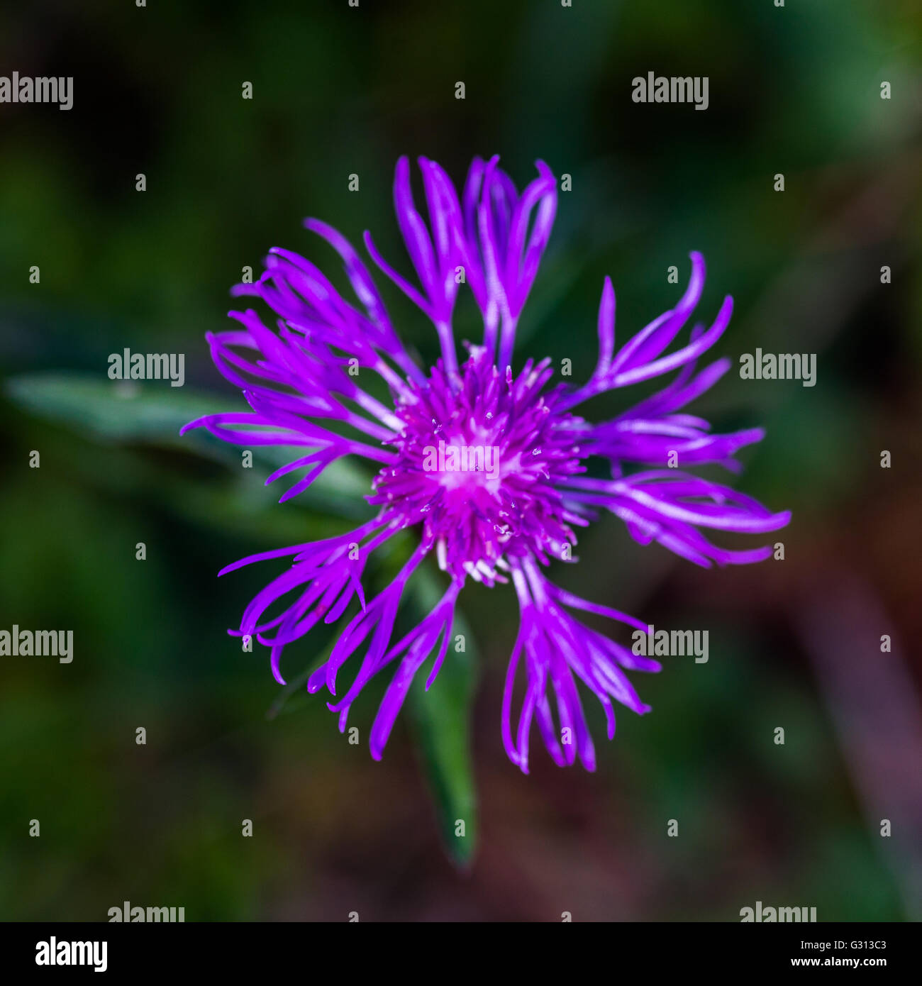 Montane knapweed flower hi-res stock photography and images - Alamy
