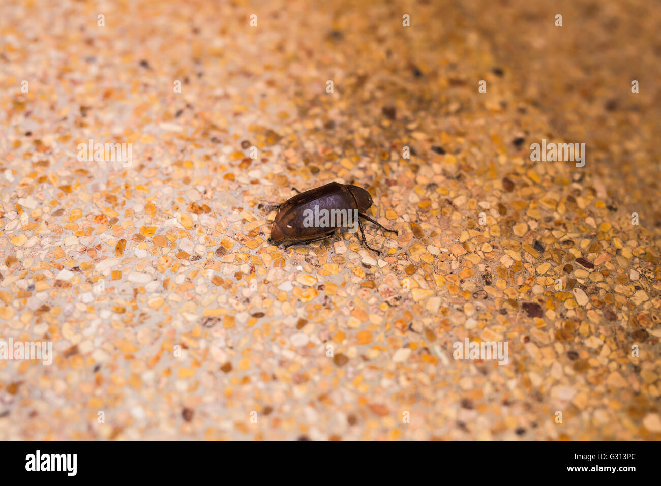 Closeup photo of a beetle on the floor Stock Photo