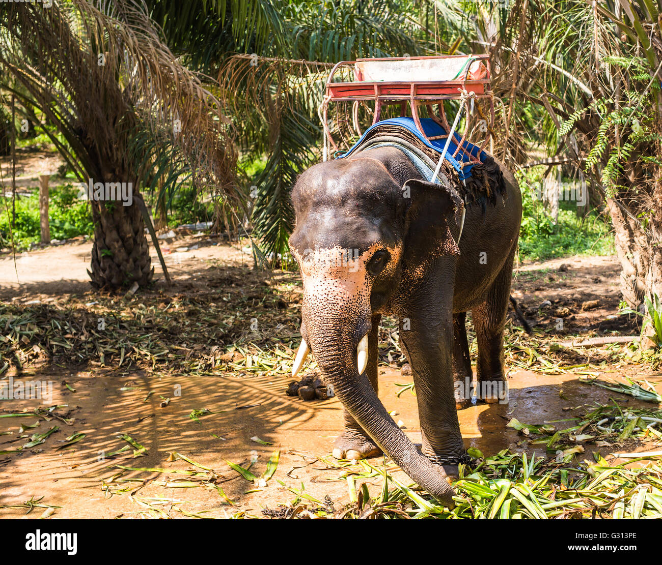Elephant with bench on his back in the tropics Stock Photo - Alamy