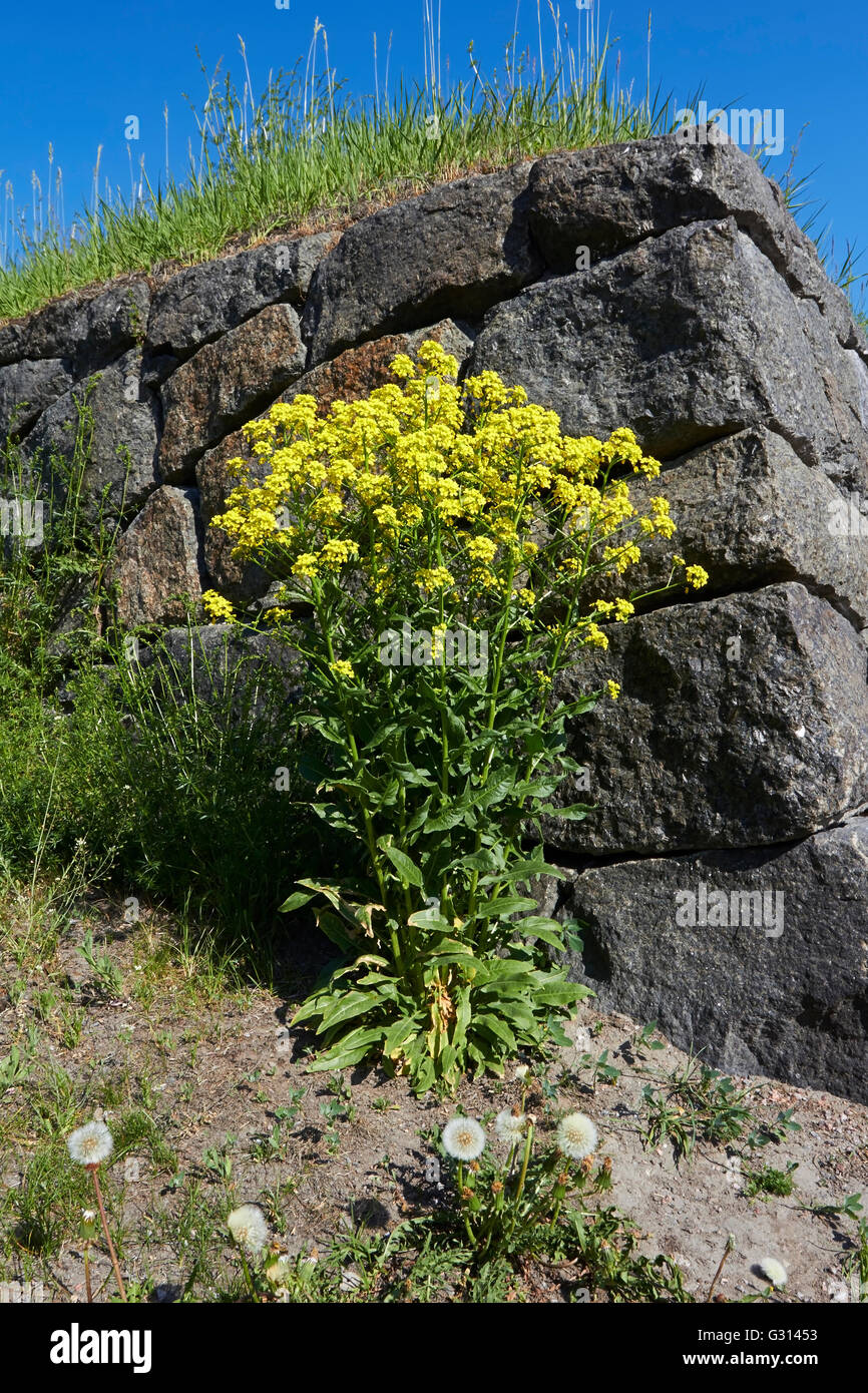 Bunias orientalis, Turkish wartycabbage, flowers Stock Photo