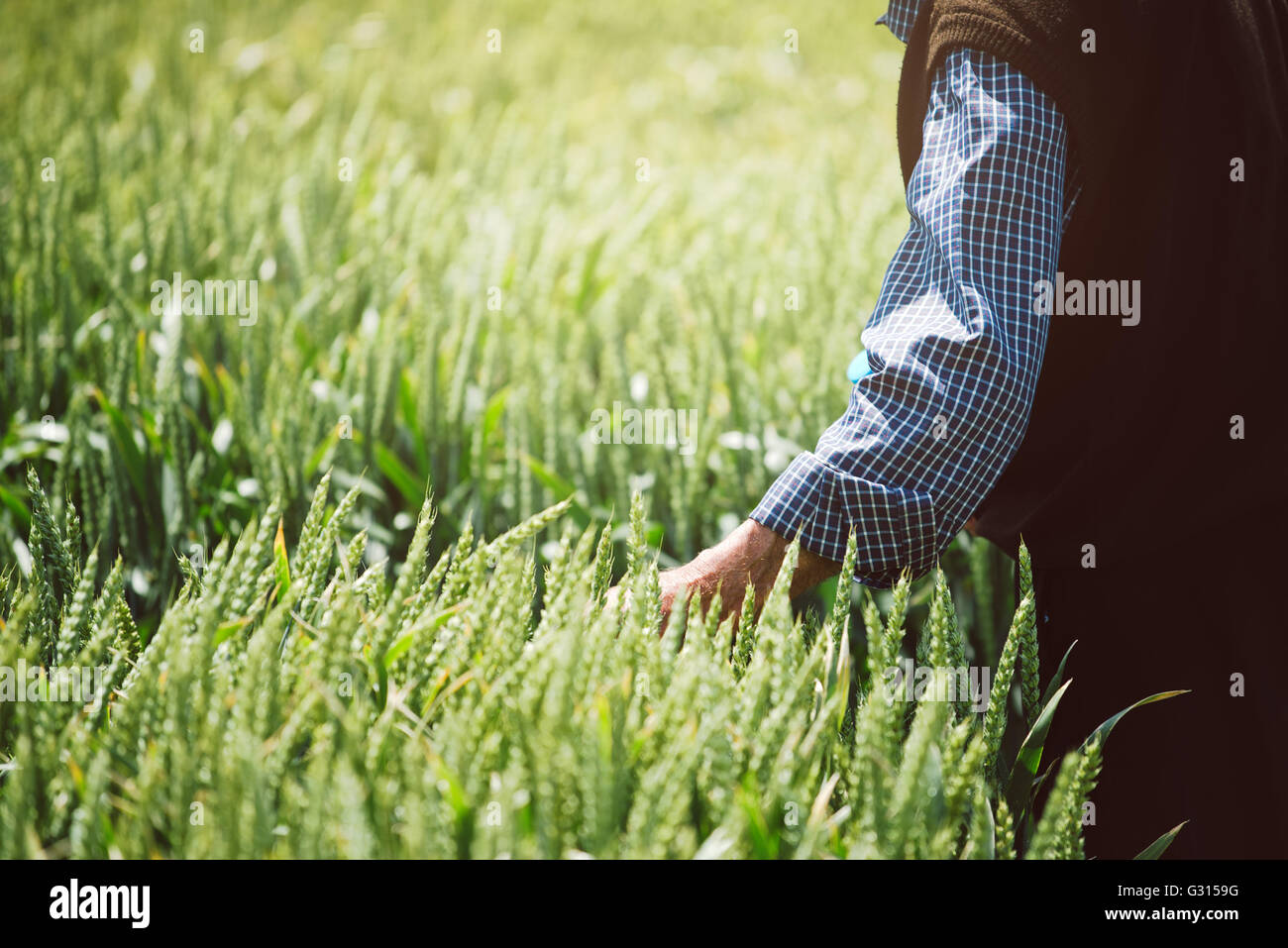 Farmer in field with crops hi-res stock photography and images - Alamy