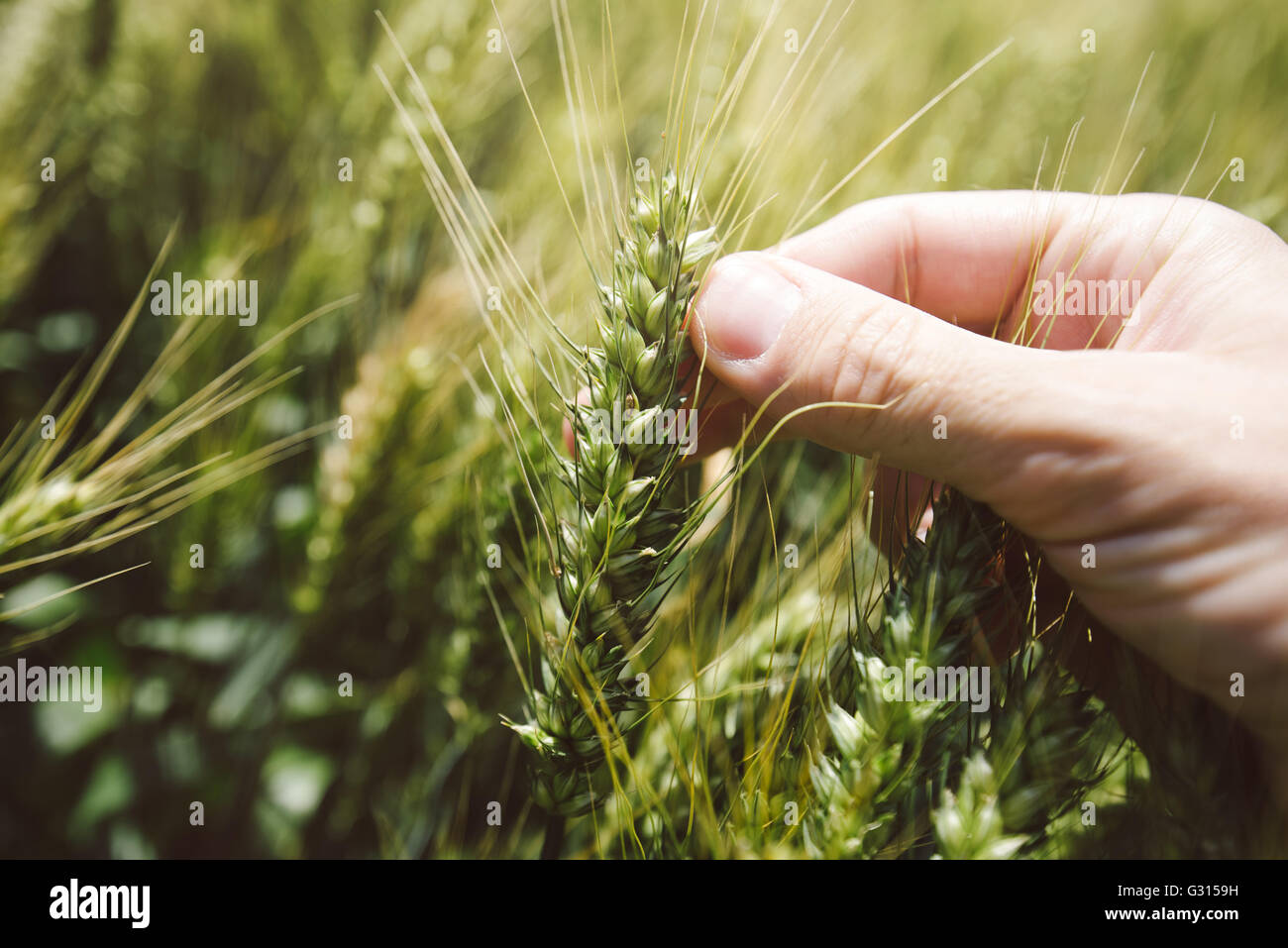 Hand in wheat field, close up of fingers holding cereal crop plant Stock Photo