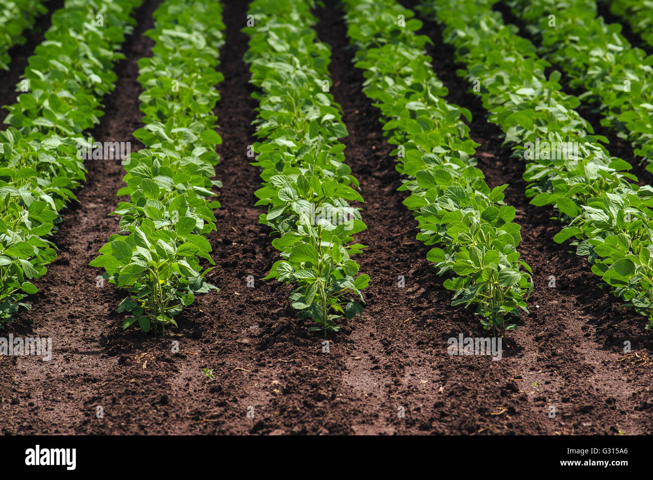 Rows of cultivated soy bean crops in field Stock Photo