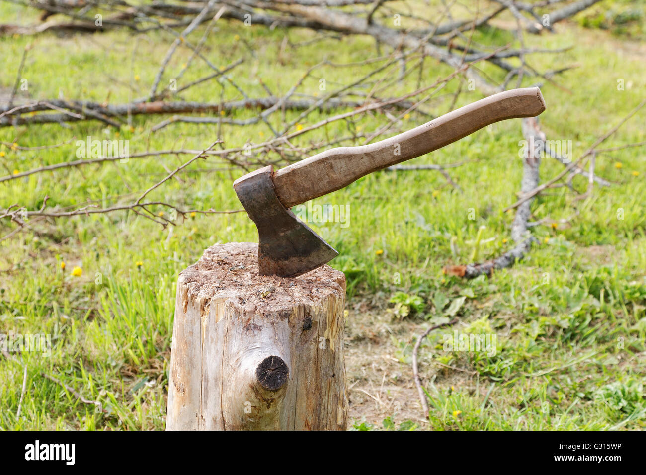 Axed Tree ax and branches of old trees on the grass Stock Photo - Alamy