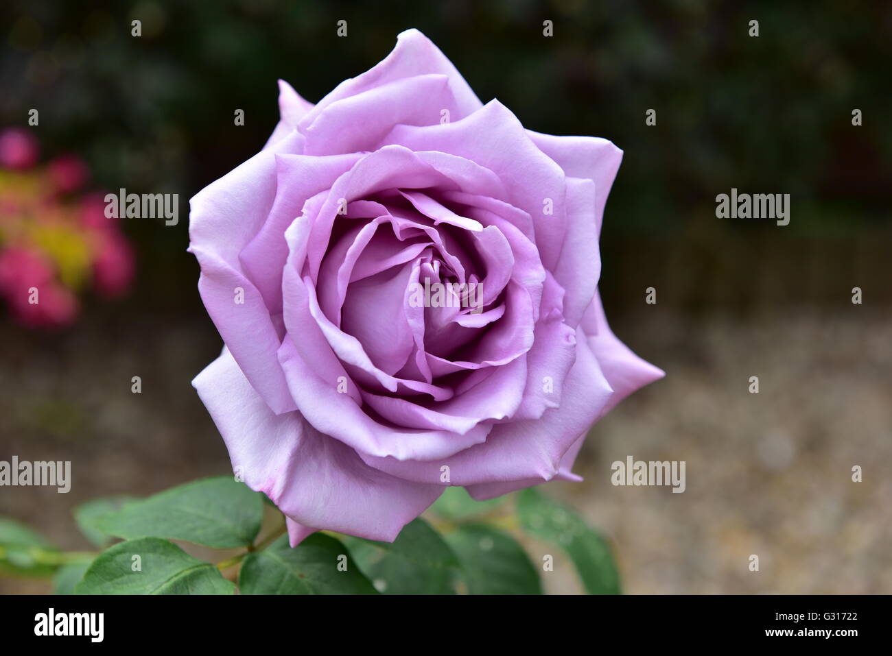 Blue rose growing in a terracotta container outside in a garden Stock ...