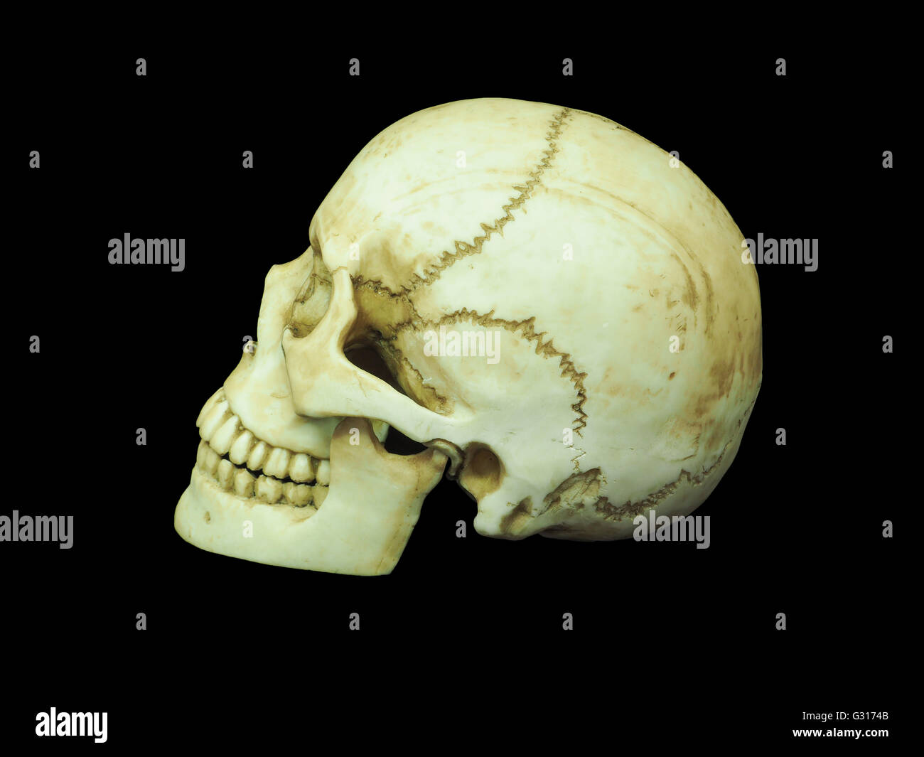 Side view of human skull on isolated black background Stock Photo