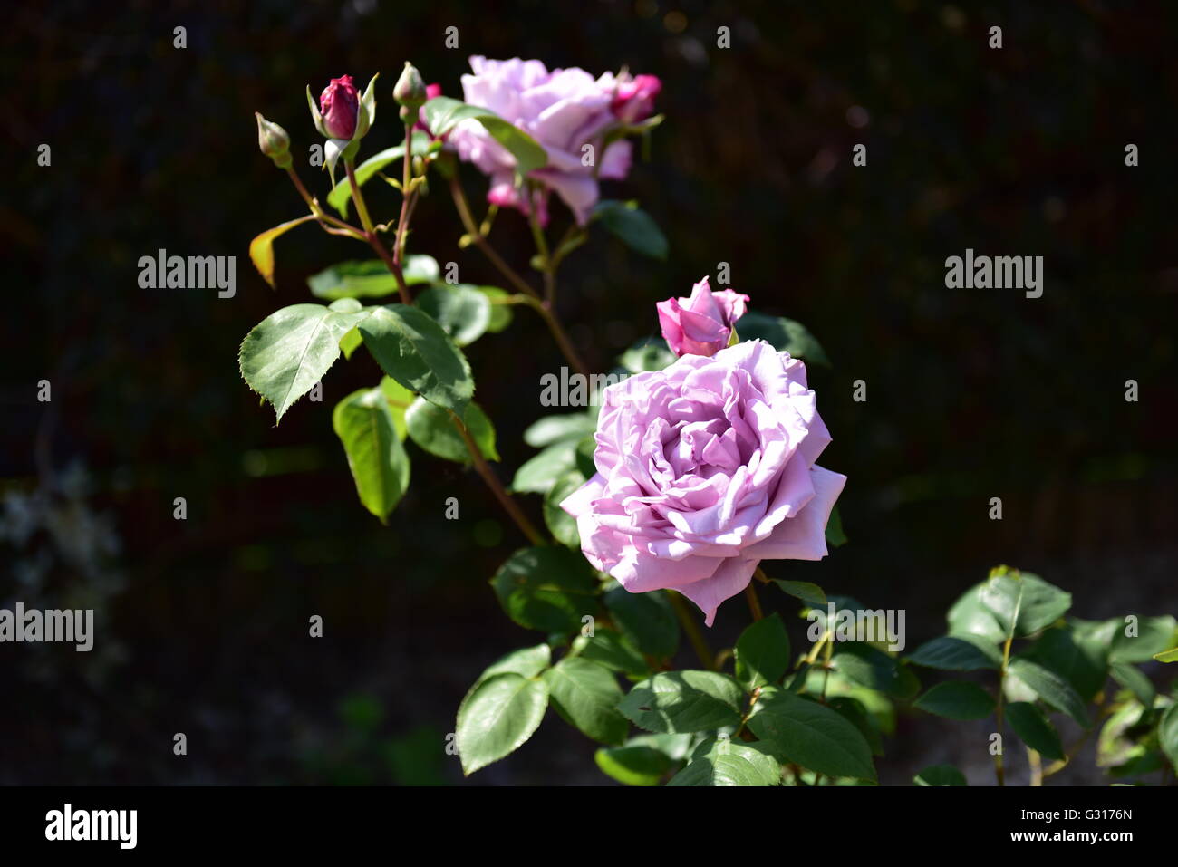 Blue rose growing in a terracotta container outside in a garden Stock Photo