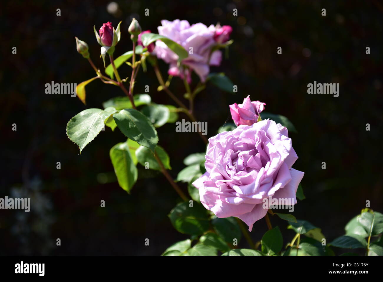Blue rose growing in a terracotta container outside in a garden Stock Photo