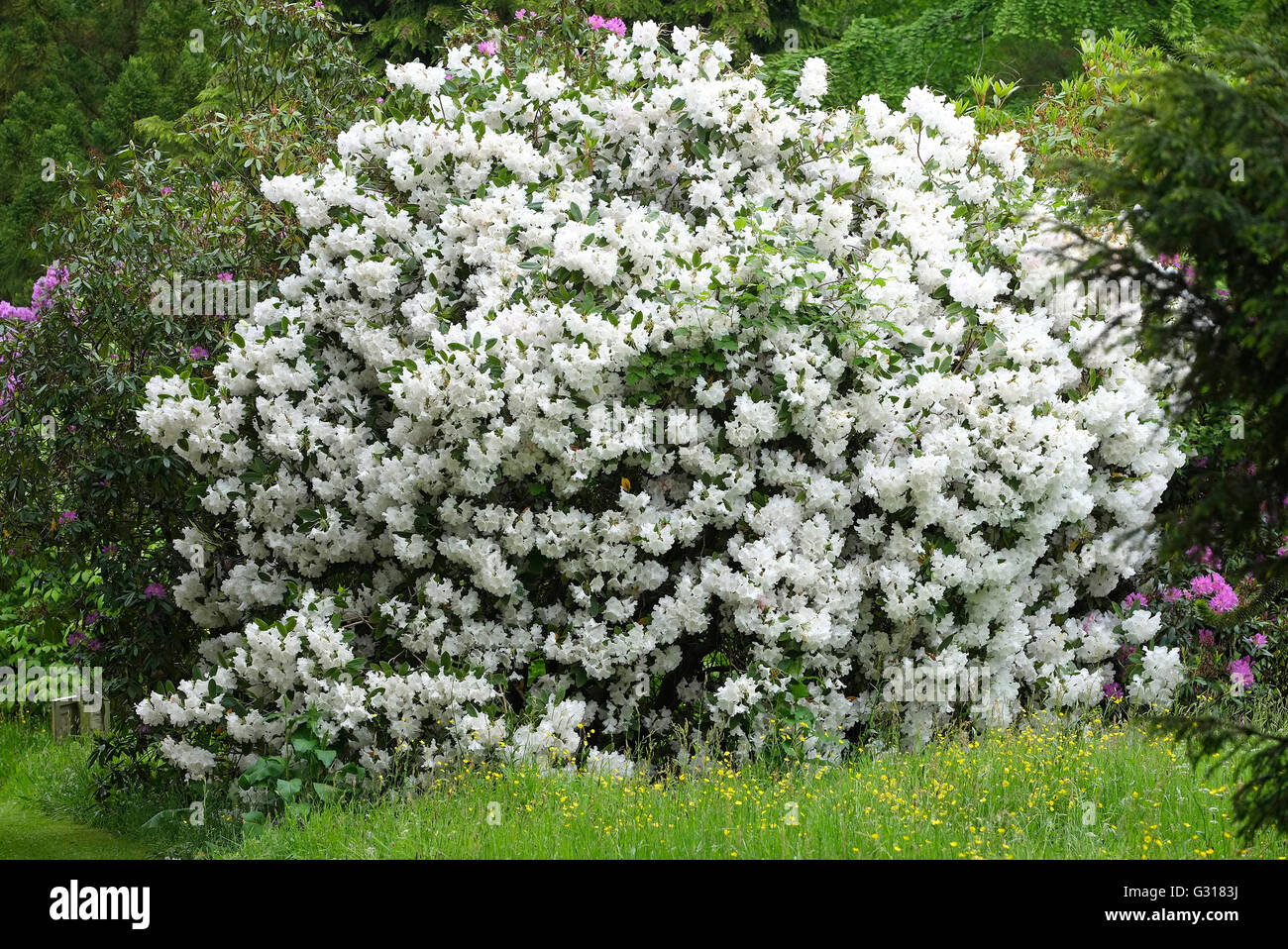white rhododendron bush in garden Stock Photo