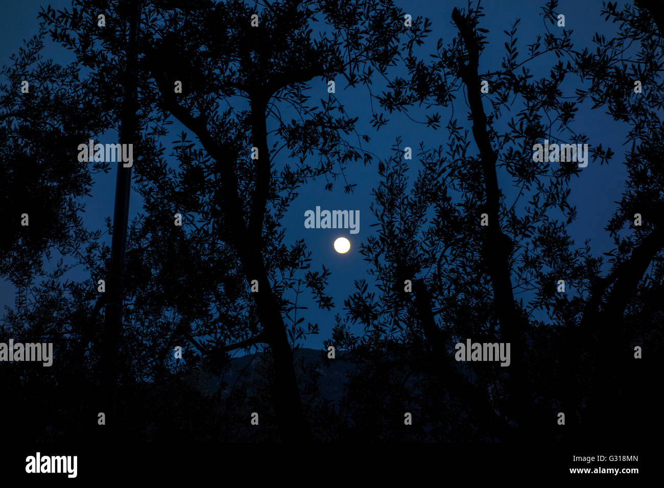 Full Moon with Olive Trees Stock Photo Alamy
