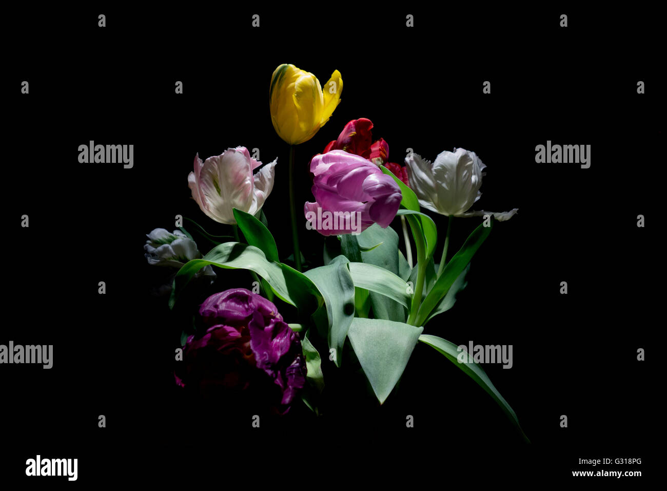 bouquet of tulips Stock Photo