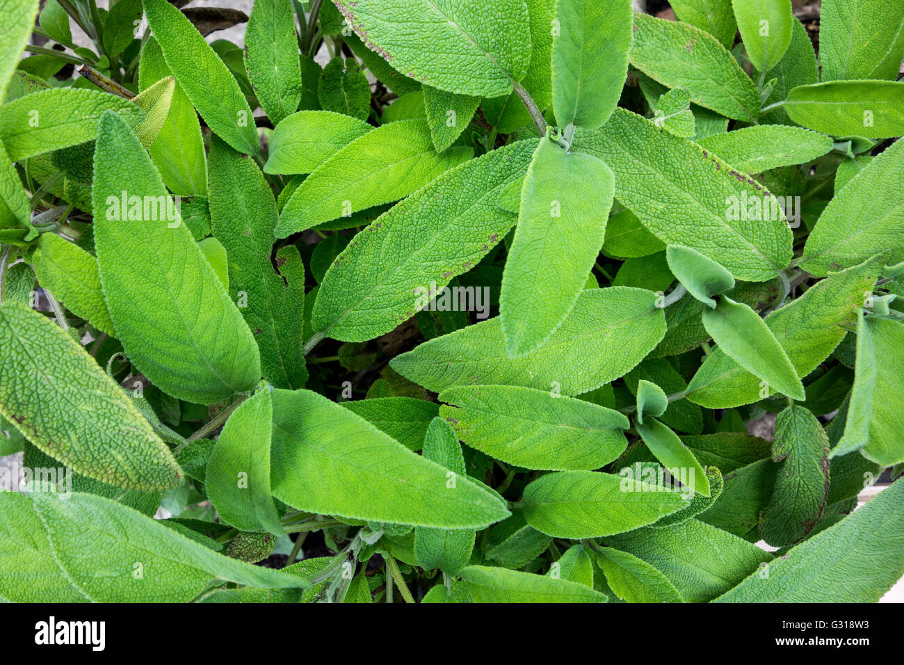 Sage (Salvia) Stock Photo