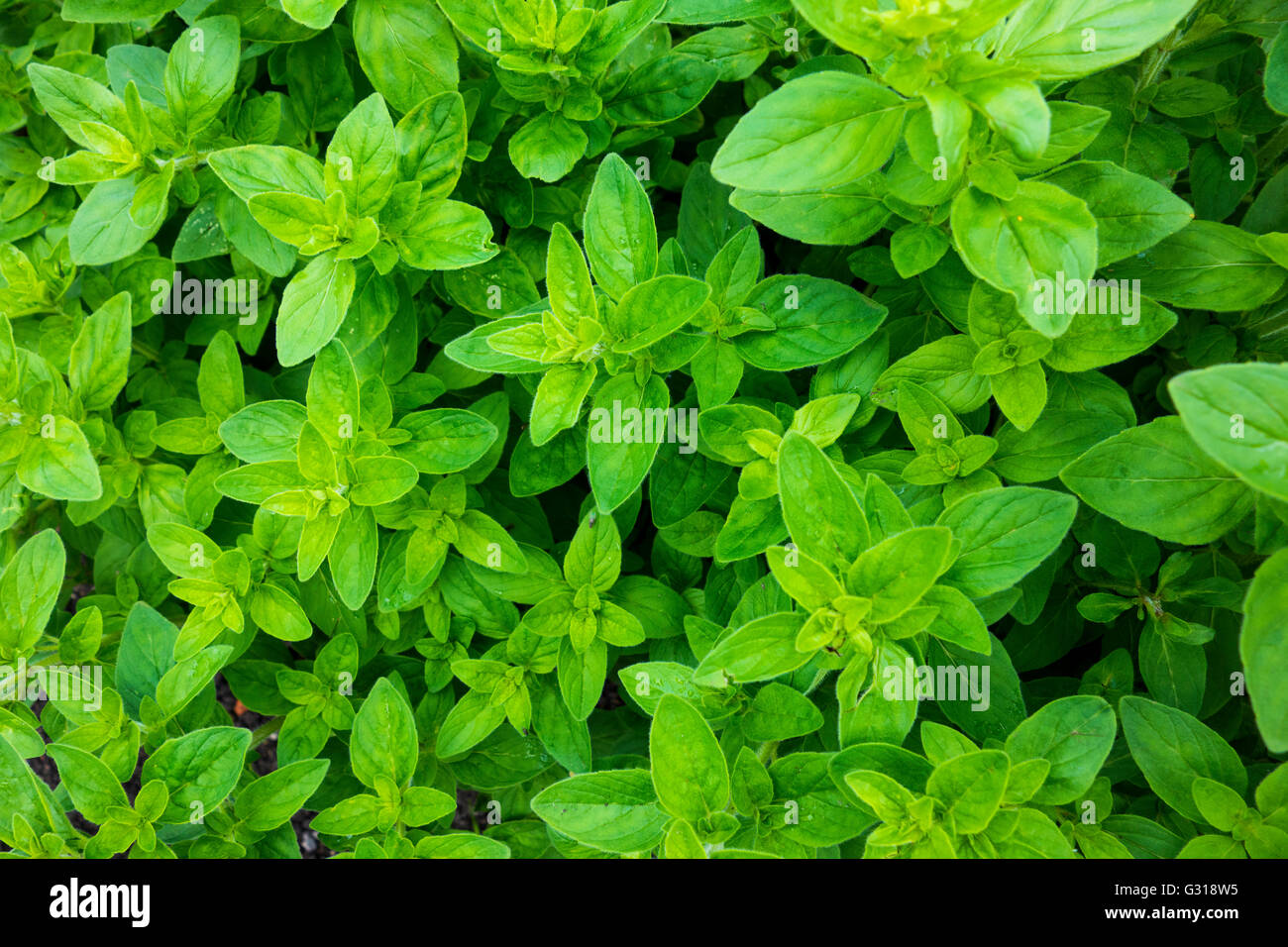 Oregano [Origanum vulgare] Stock Photo