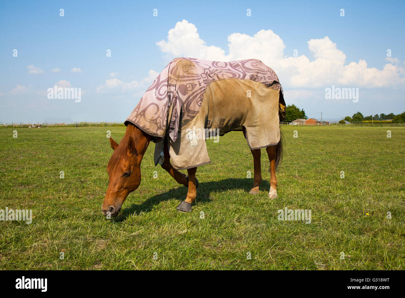 Squamous cell carcinoma horse hires stock photography and images Alamy