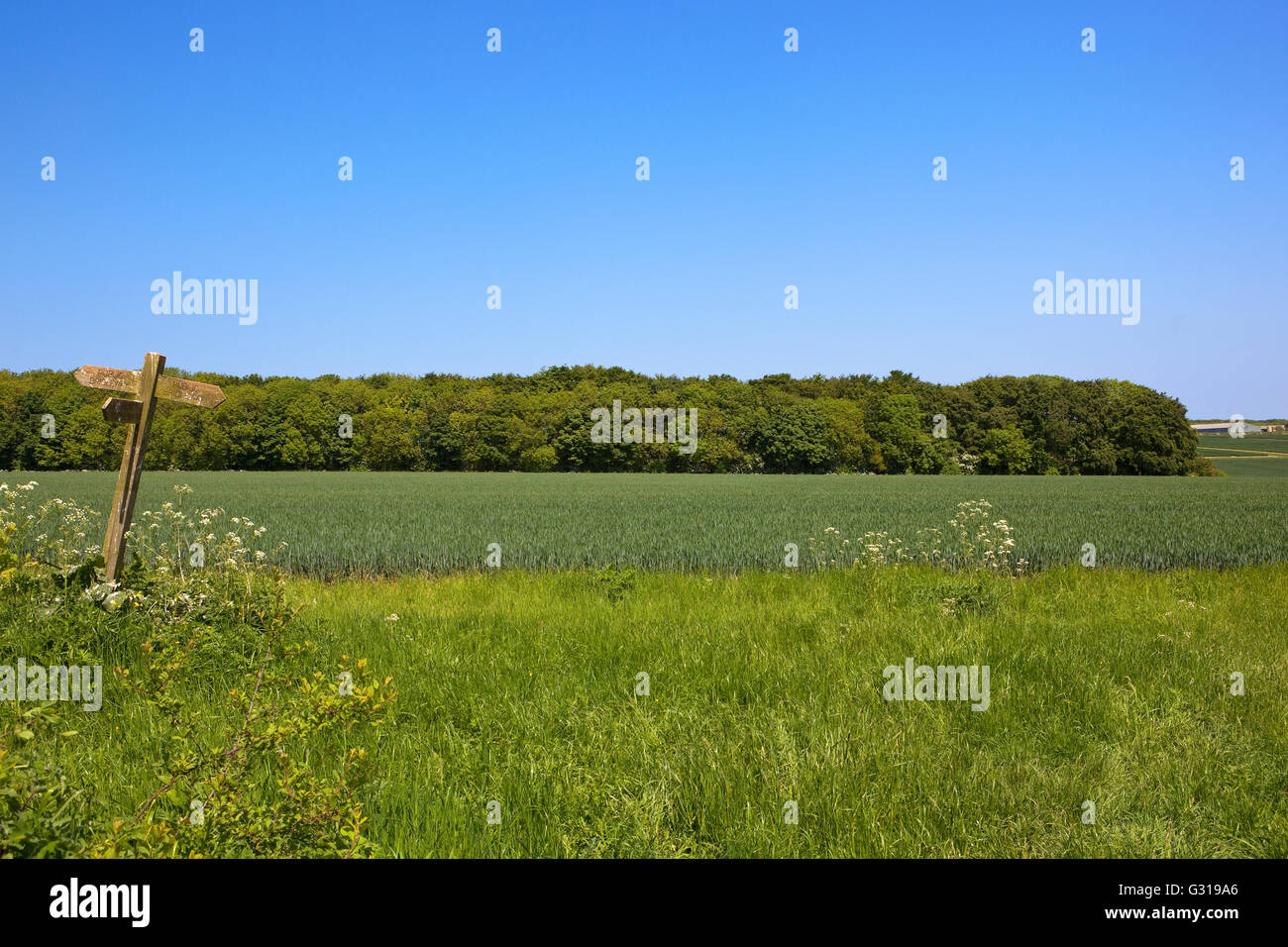 Yorkshire wolds landscape with a wooden footpath sign, grassy track
