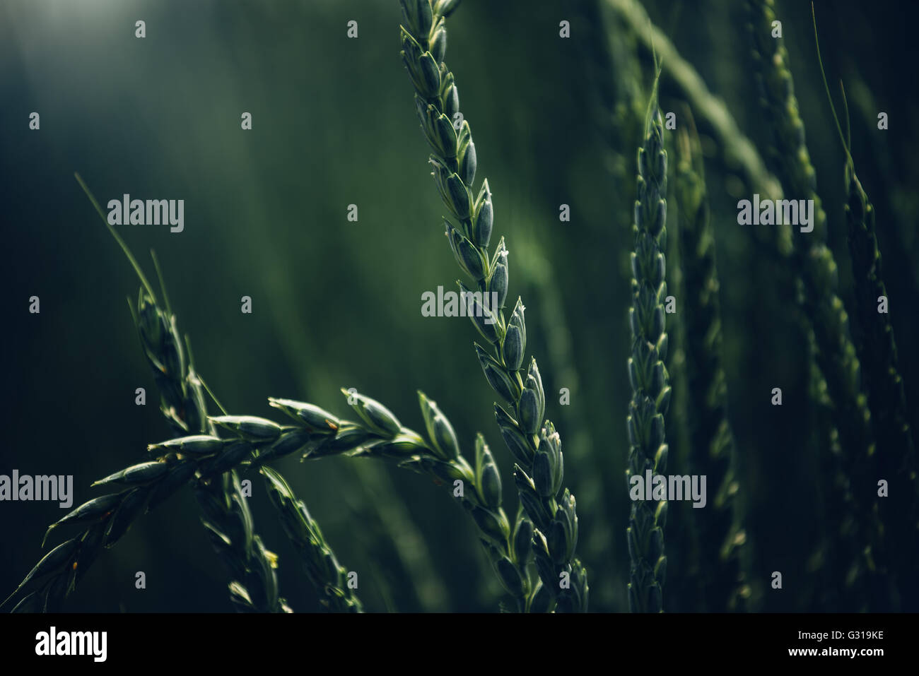 Spelt wheat crops growing in cultivated field Stock Photo