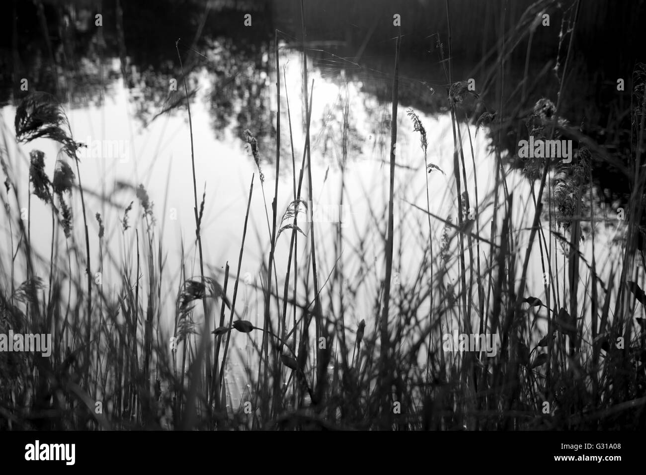 Lakeside abstract, black and white Stock Photo - Alamy