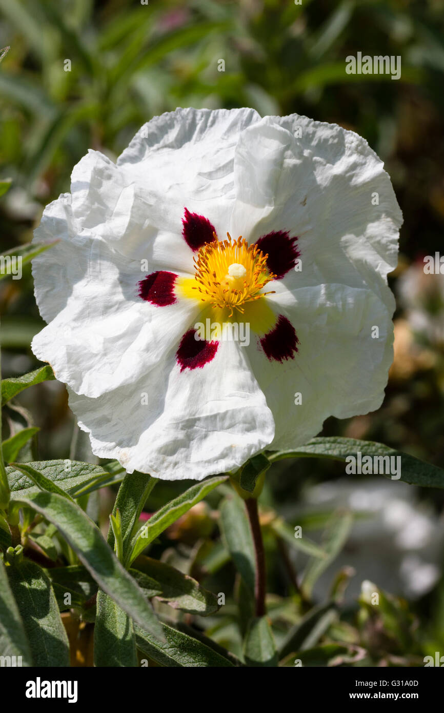 Ephemeral purple blotched white flower of the Mediterranean sun rose, Cistus ladanifer Stock Photo