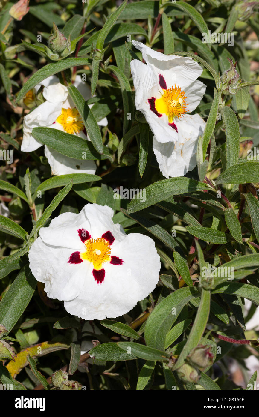 Ephemeral purple blotched white flower of the Mediterranean sun rose, Cistus ladanifer Stock Photo