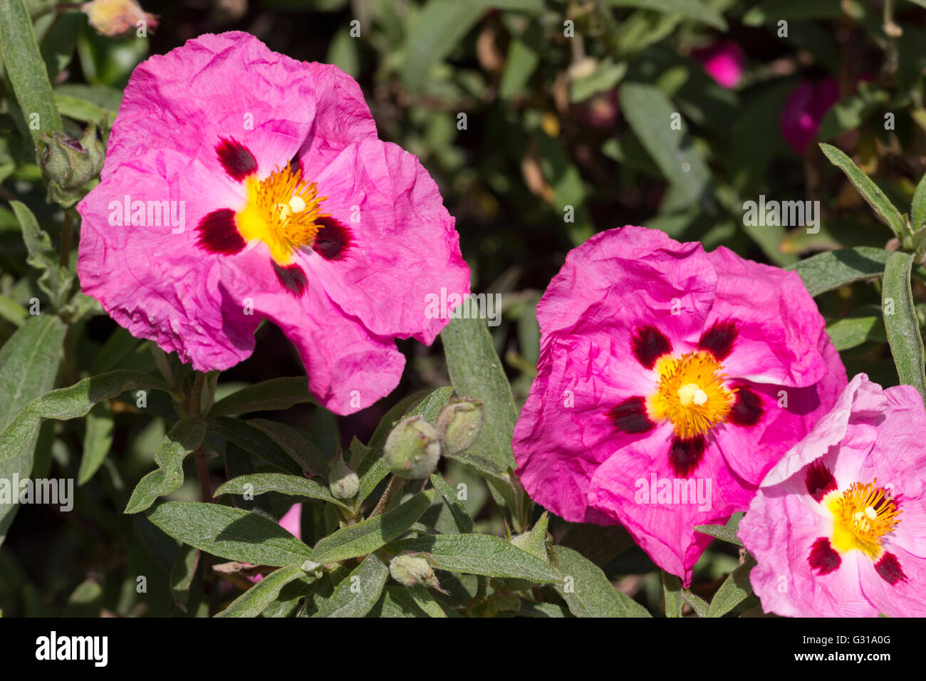 Ephemeral purple blotched pink flower of the hybrid sun rose, Cistus x purpureus Stock Photo