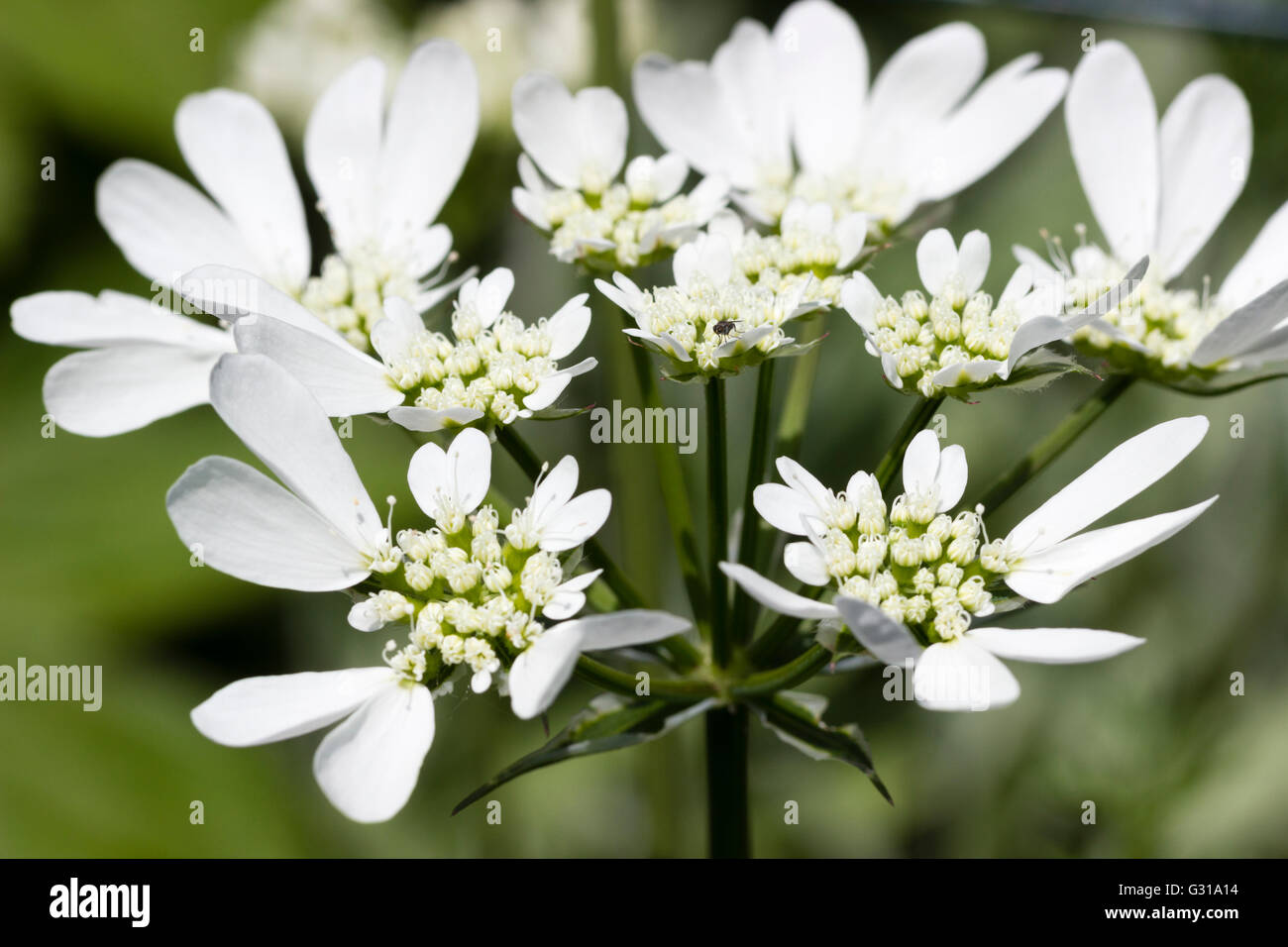 Dramatic white flower head of the hardy annual umbellifer, Orlaya grandiflora Stock Photo