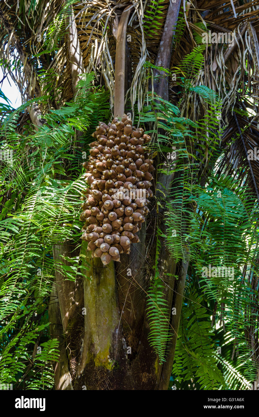 Coconuts in a palm tree at the Chacchoben ruins. Chacchoben, Mexico ...