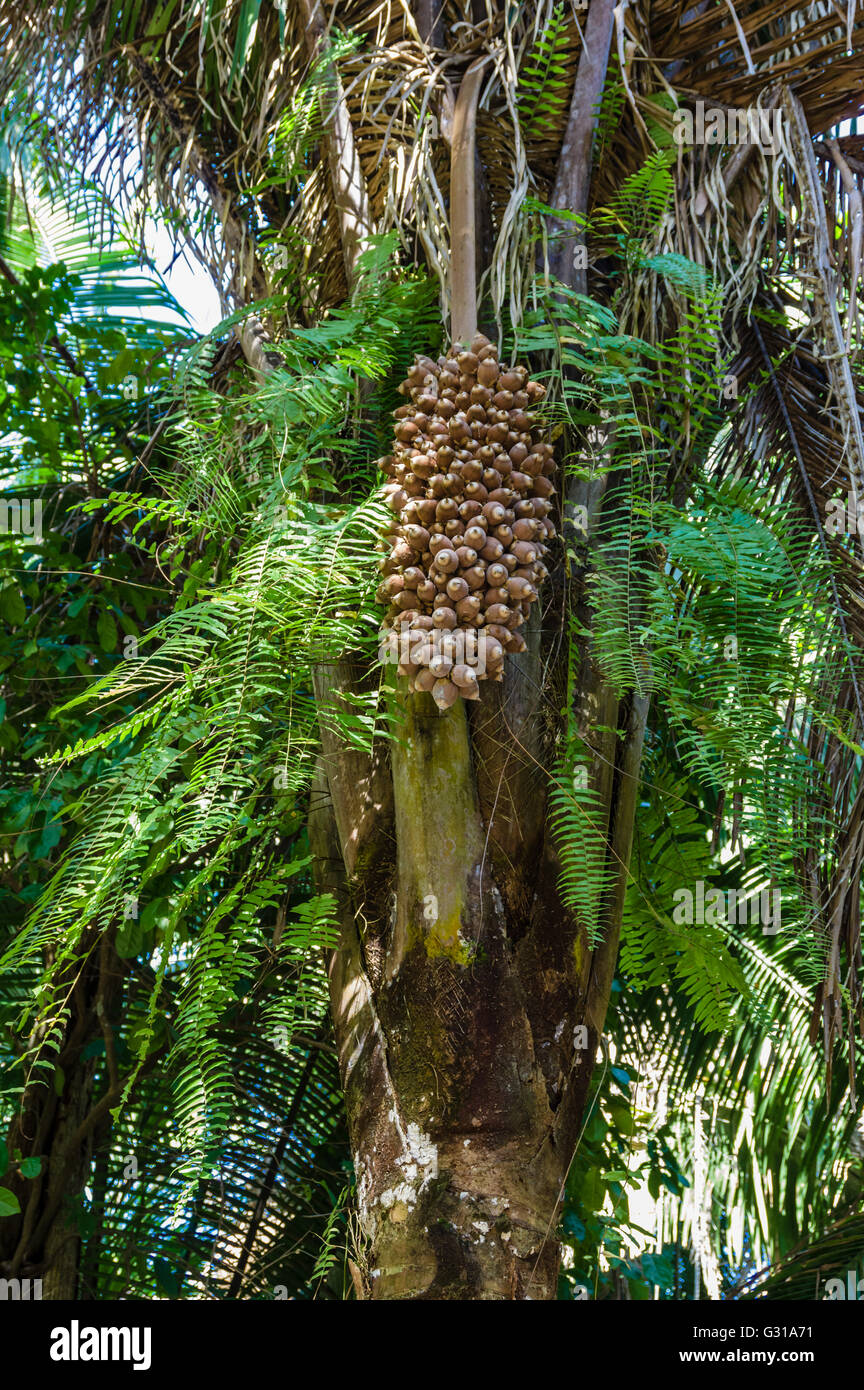 Coconuts in a palm tree at the Chacchoben ruins. Chacchoben, Mexico ...