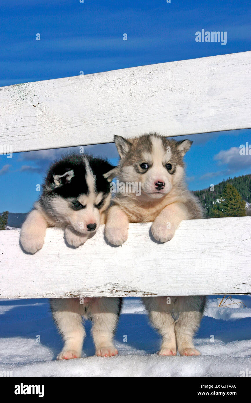 Two Siberian Husky puppies standing together at white fence Stock Photo Alamy