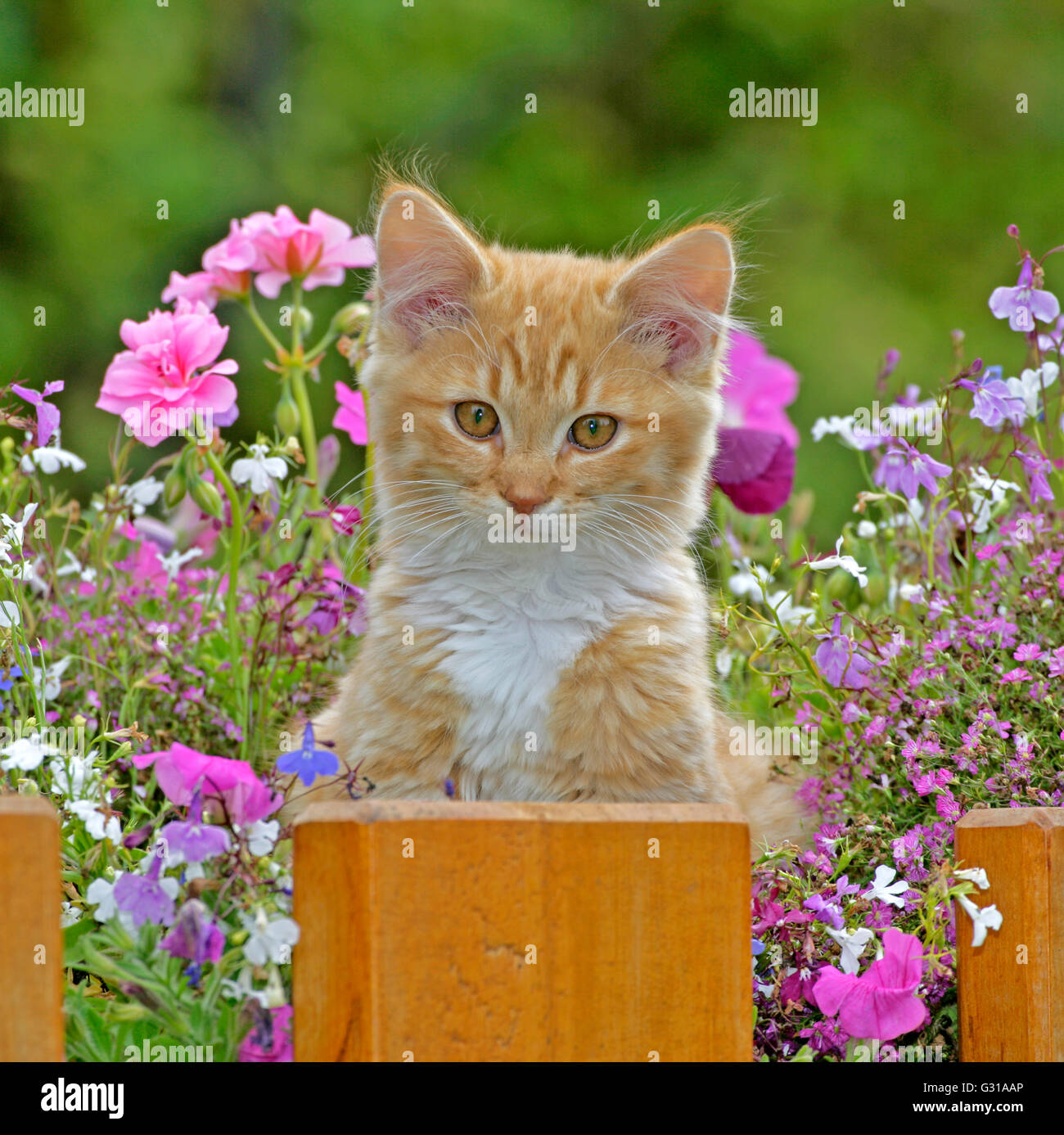 Kitten ginger tabby sitting in flower basket Stock Photo