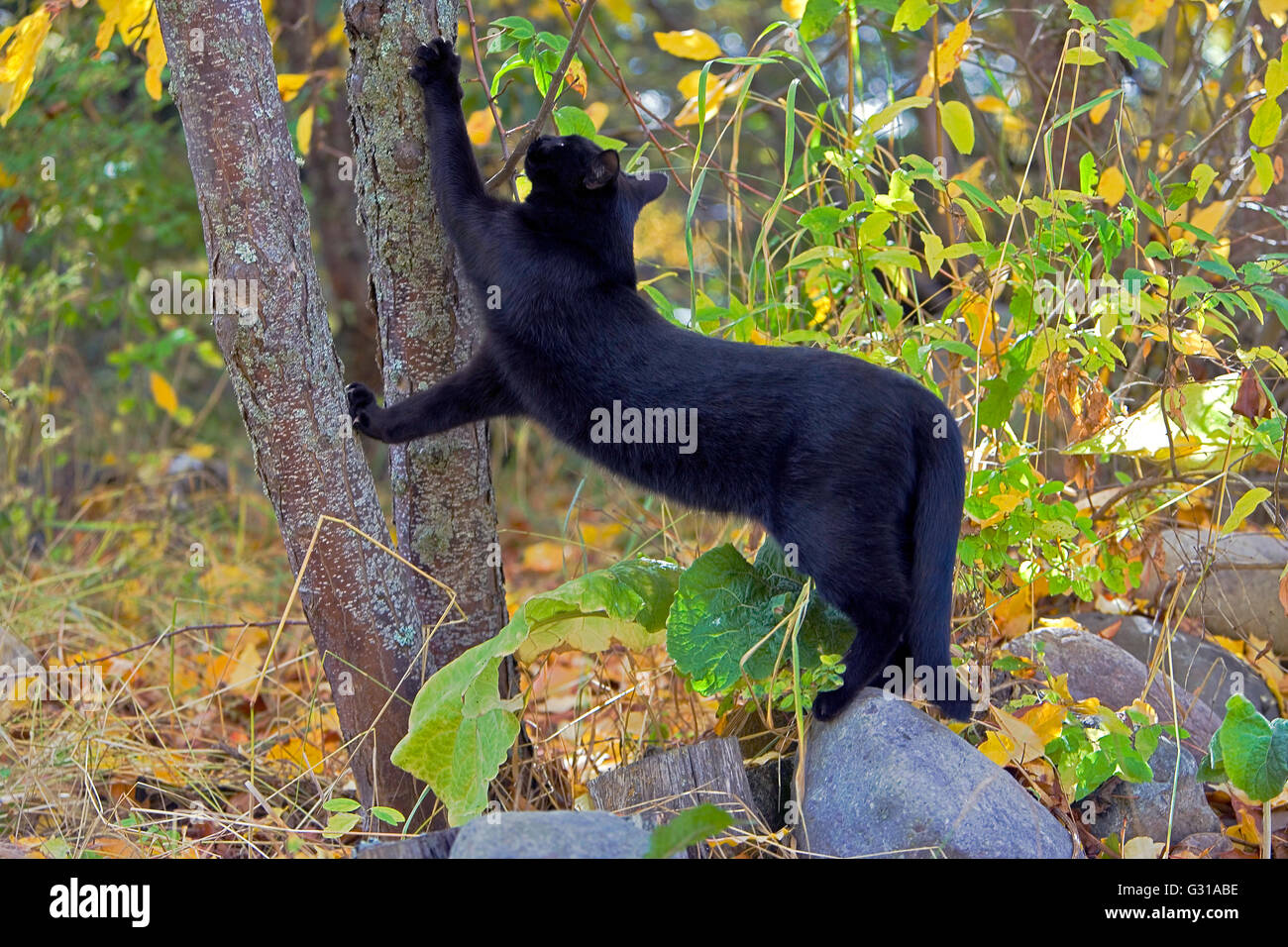 Black Cat scratching tree with sharp claws Stock Photo