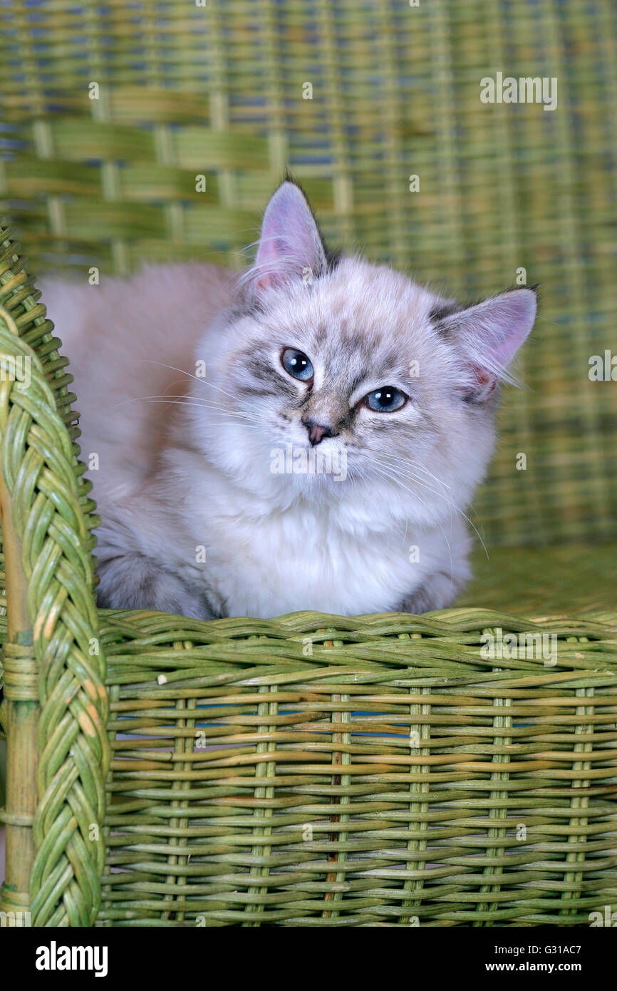Kitten white with gray tabby markings resting in wicker chair Stock Photo